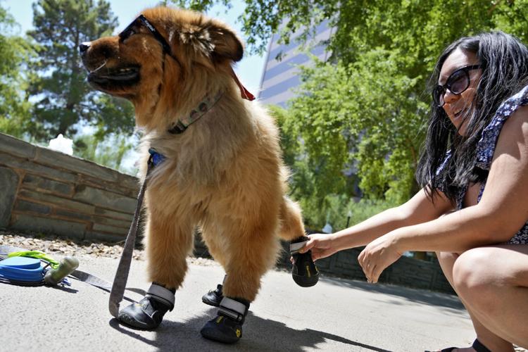 Pets Beat The Heat