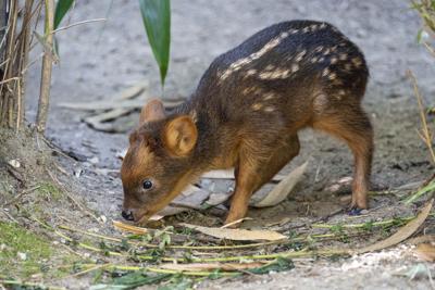 Baby Deer Zoo