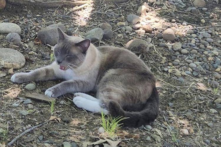 California Traveling Cat