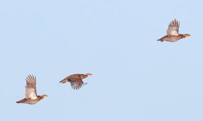 Peter D. Ziegler: Solar farm could doom prairie chickens